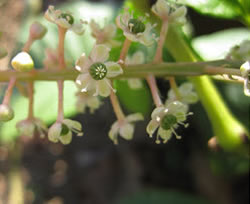 Close up of the American Pokeweed flower.