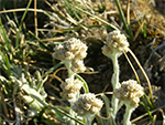 Meadow pussytoes (Antennaria arcuata).