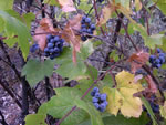Arizona Grape (Vitis arizonica).