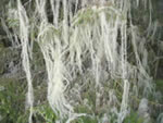 Bearded Lichen (Usnea longissima).