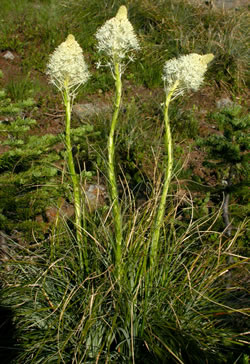 Xerophyllum tenax.