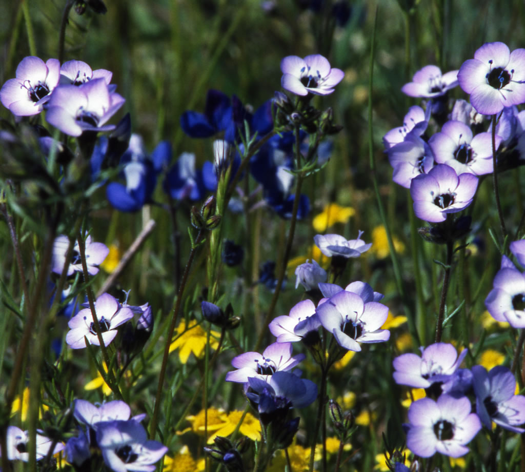 Гилия головчатая фиолетово синяя фото в саду