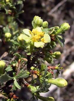 Close-up of Purshia tridentata flower.
