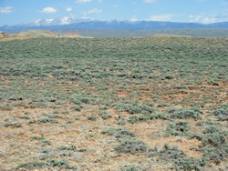 Sagebrush shrubland habitat for bitterroot in Wyoming.