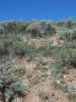 Bitterroot flowers scattered among sagebrush.