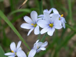 Blue-eyed Grass (Sisyrinchium albidum).