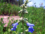 Blue Sage (Salvia azurea var. grandiflora).