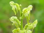 Blunt-leaf Orchid (Platanthera obtusata).