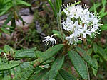 Bog Labrador Tea (Ledum groenlandicum).