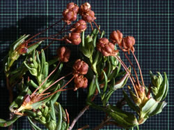 Closeup of the woody capsules (fruit) of Kalmia microphylla.