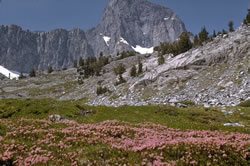 A colorful colony of Kalmia microphylla in a mountain meadow.