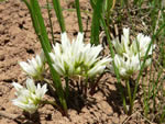 Brandegee’s Onion (Allium brandegeei)
