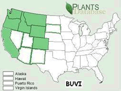 Map of the United States showing states. States are colored green where the bug-on-a-stick moss may be found.