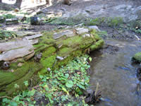 typical rotten log lying on a streambank.