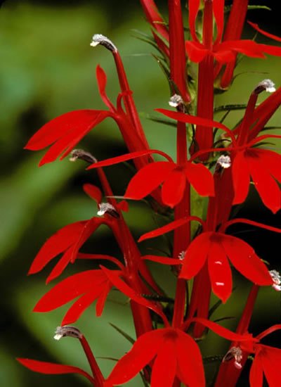 Close up cardinal flower.