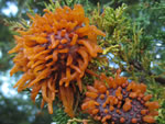 Cedar Apple Rust (Gymnosporangium juniperi-virginianae).