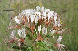redwhisker clammyweed flower.