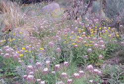 redwhisker clammyweed and desert marigold