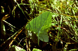 Woolly underside of the leaf of Petasites frigidus var. sagittatus.