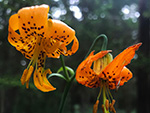 Columbian Lily (Lilium columbianum).