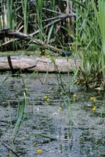 common bladderwort habitat