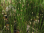 Common Spikerush (Eleocharis palustris).