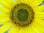 Common Sunflower (Helianthus annuus).