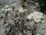 Common Yarrow (Achillea millefolium).