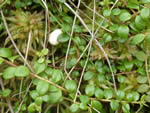 Creeping Snowberry (Gaultheria hispidula).