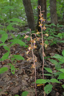 Crested Coralroot Orchid (Hexalectris spicata).
