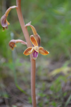Crested Coralroot Orchid (Hexalectris spicata).