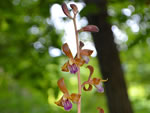 Crested Coralroot Orchid (Hexalectris spicata)