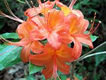 Rhodora, Rhododendron canadense