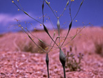 Desert Trumpet (Eriogonum inflatum).