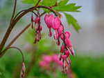 An image of the Dicentra formosa.