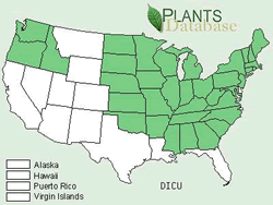 Map of the United States showing states. States are colored green where the Dutchman’s breeches may be found.