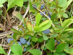 Dwarf Bilberry (Vaccinium cespitosum).