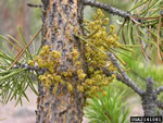 Lodgepole Pine Dwarf Mistletoe (Arceuthobium americanum).