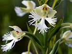 Eastern Prairie Fringed Orchid, Platanthera leucophaea.