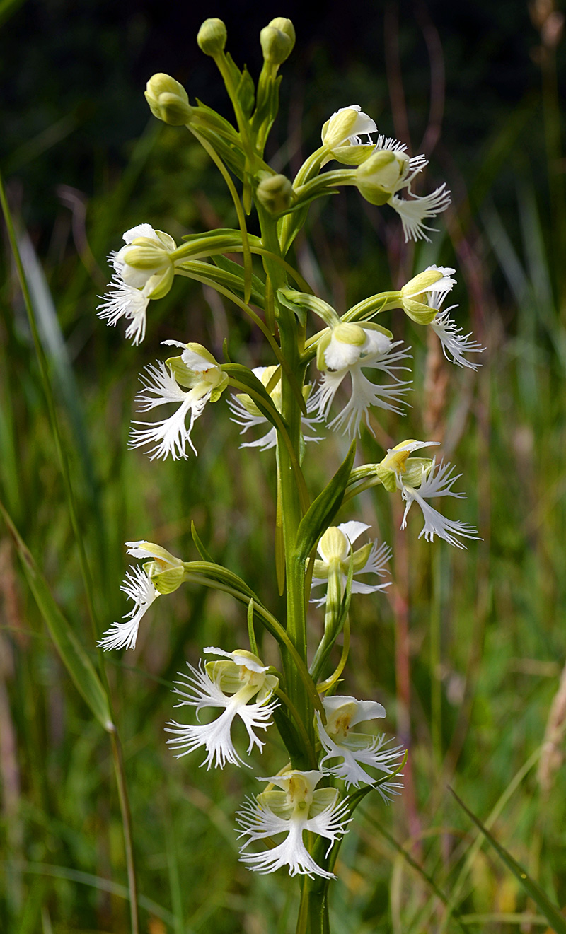 Eastern Prairie Fringed Orchid flowers, leaves, and plant stem.