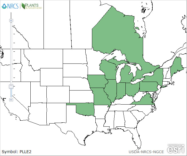 Platanthera leucophaea range map.