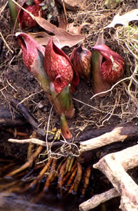 Eastern skunk cabbage growing along a streambank showing its exposed roots.
