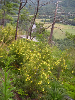 Fern-leaved False Foxglove (Aureolaria pedicularia var. intercedens)