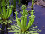 American Featherfoil (Hottonia inflata).