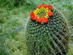 Barrel Cactus (Ferocactus wislizeni)