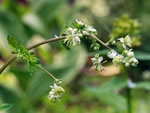 Fewflower meadow-rue (Thalictrum sparsiflorum) 