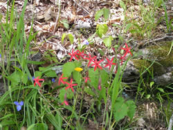 fire pink, Silene virginica, growing with other plants on a forest floor.
