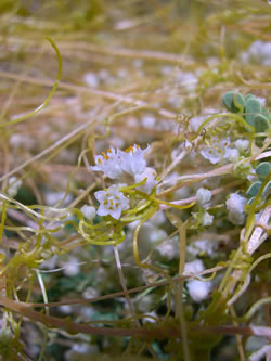 Close-up of the flower of  five-angled dodder.