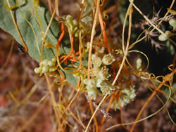 Orange twining stems of Cuscuta pentagona with white flowers drap over a leaf.