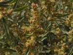Fourwing saltbush (Atriplex canescens).